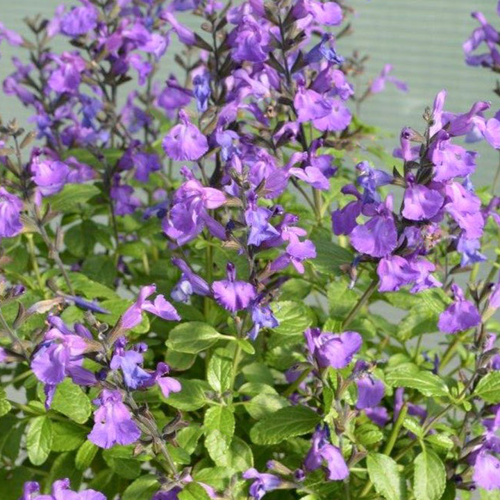 Al's Garden & Home 'Royal Bumble' Hardy Salvia (Salvia), 12 Inch Container perennial