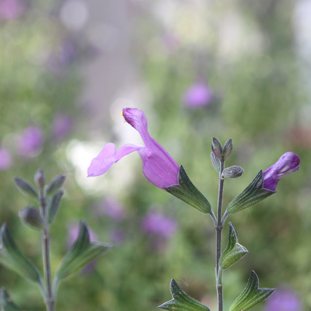 Al's Garden & Home 'Royal Bumble' Hardy Salvia (Salvia), 12 Inch Container perennial