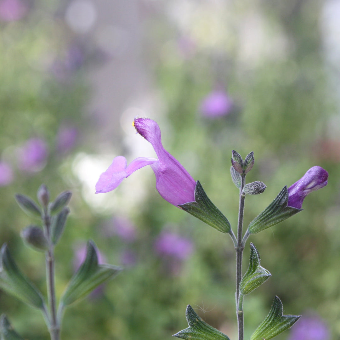 Salvia microphylla 'So Cool Violet' Salvia, 1 Gallon Perennials