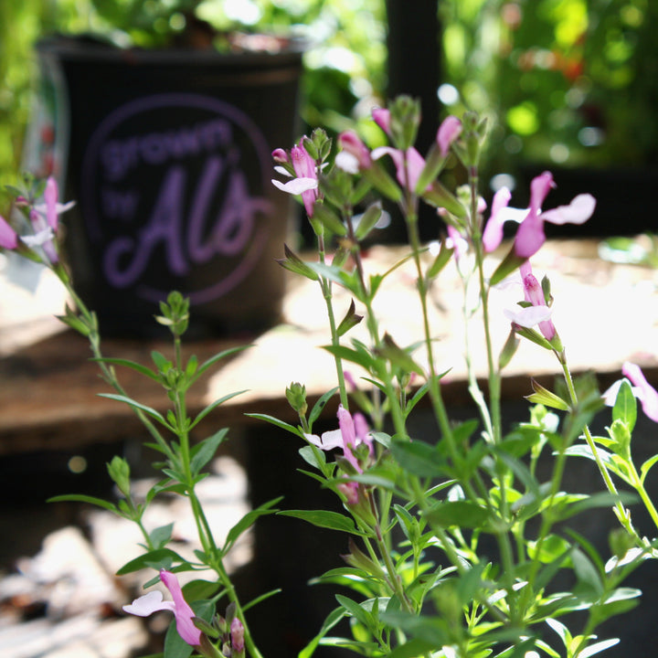 Al's Garden & Home 'Joy' Hardy Salvia (Salvia), 1 Gallon perennial