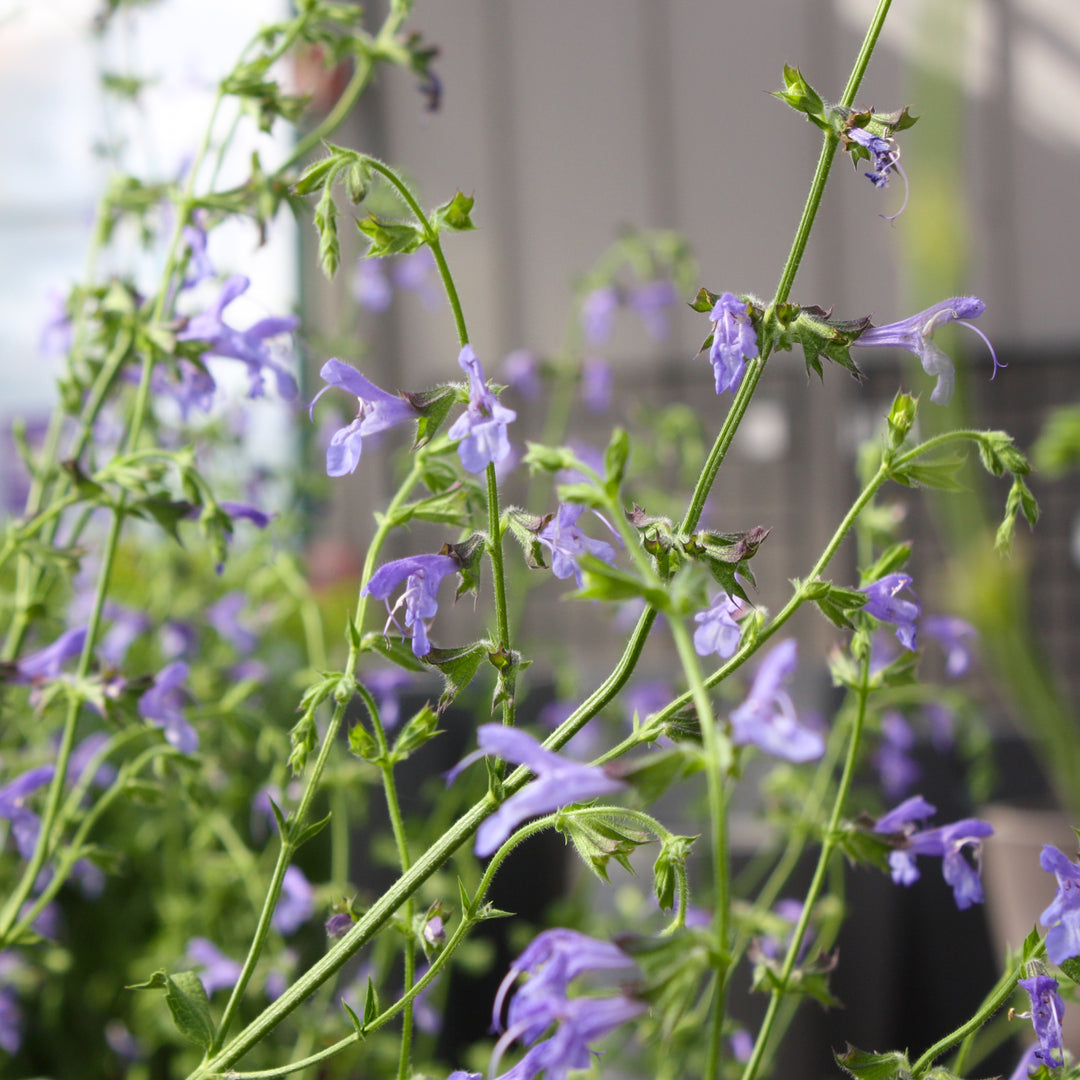 Al's Garden & Home 'African Sky' Hardy Salvia (Salvia), 10 Inch perennial