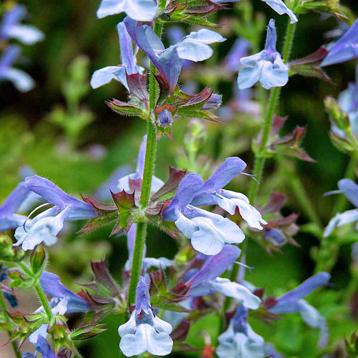 Al's Garden & Home 'African Sky' Hardy Salvia (Salvia), 10 Inch perennial