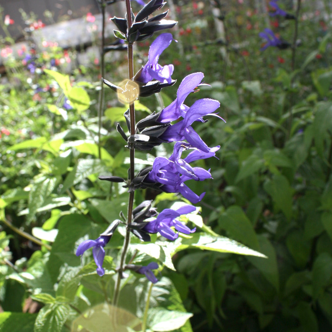 Salvia guaranitica 'Black And Blue' Salvia, 1 Gallon Perennials