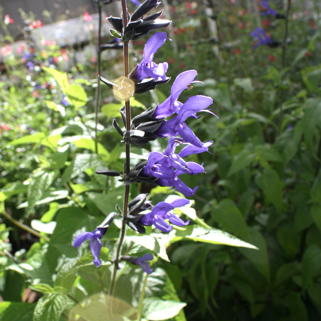 Al's Garden & Home 'Black and Blue' Hardy Salvia (Salvia), 1 Gallon perennial