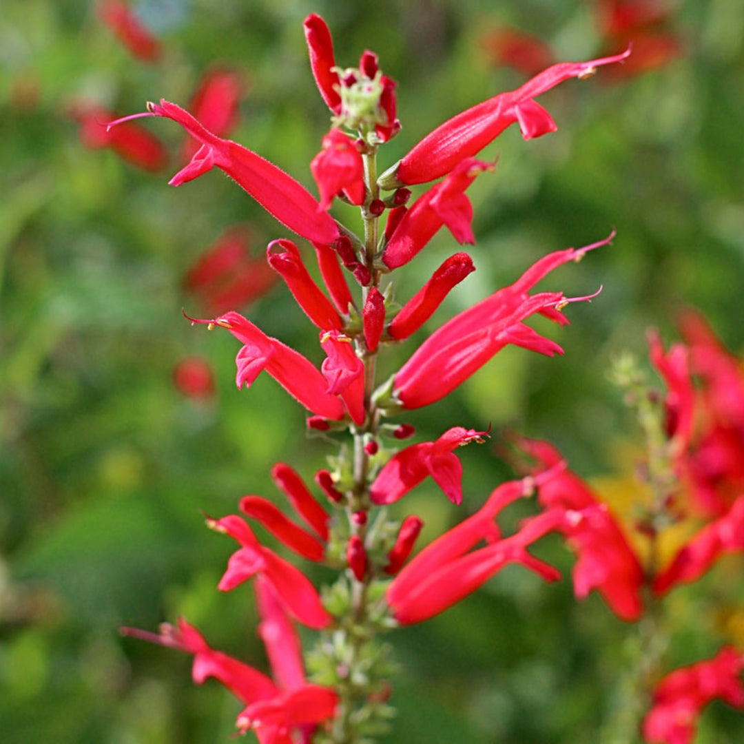 Al's Garden & Home 'Pineapple' Hardy Salvia (Salvia), 12 Inch perennial