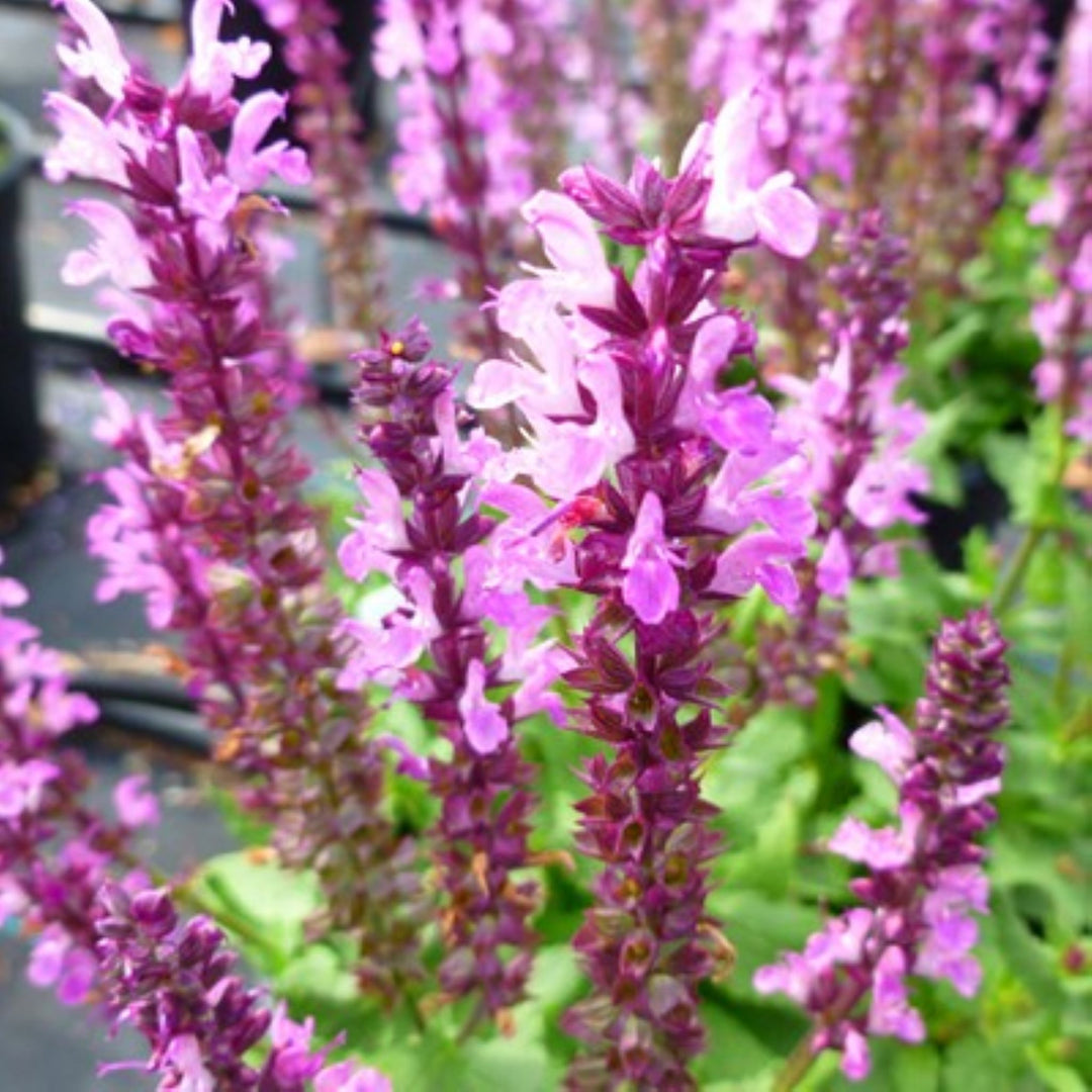 Al's Garden & Home 'Lyrical Rose' Hardy Salvia (Salvia), 1 Gallon perennial