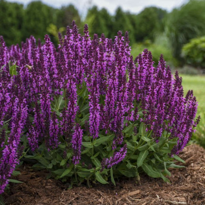 Al's Garden & Home 'Bumbleberry' Hardy Salvia (Salvia), 1 Gallon perennial