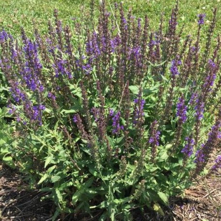 Salvia nemorosa 'Spring King Mini' Salvia, 1 Gallon Perennials