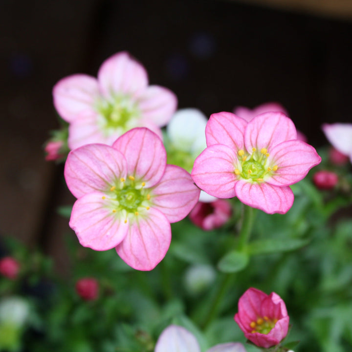 Saxifraga x arendsii 'Alpino Early Magic Salmon' Saxifrage, 1 Quart Perennials