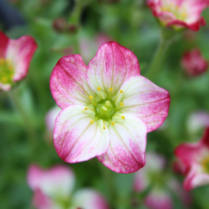 Saxifraga x arendsii 'Alpino Early Picotee' Saxifrage, 1 Quart Perennials