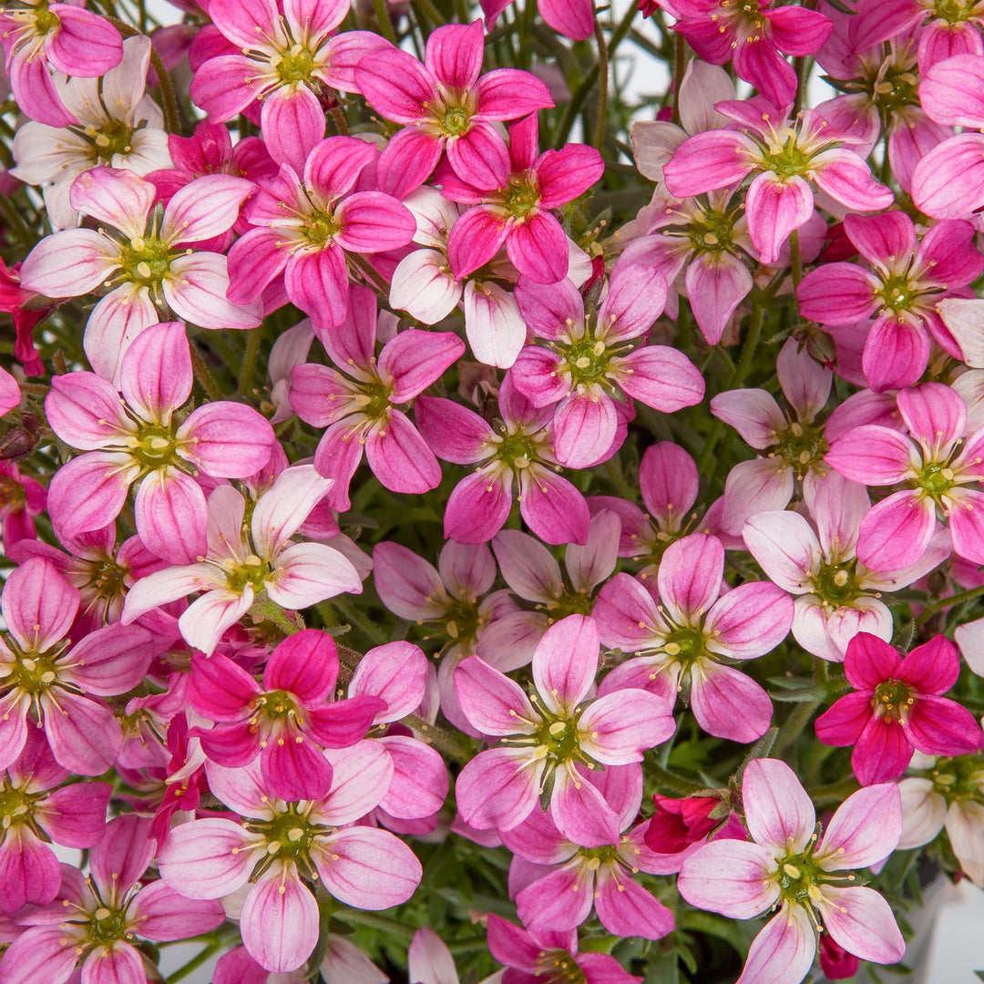 Saxifraga x arendsii 'Early Carvival' Saxifrage, 1 Quart Perennials