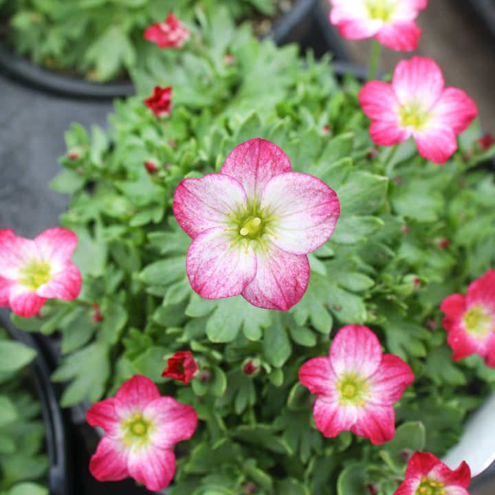 Saxifraga x arendsii 'Alpino Early Picotee' Saxifrage, 1 Quart Perennials