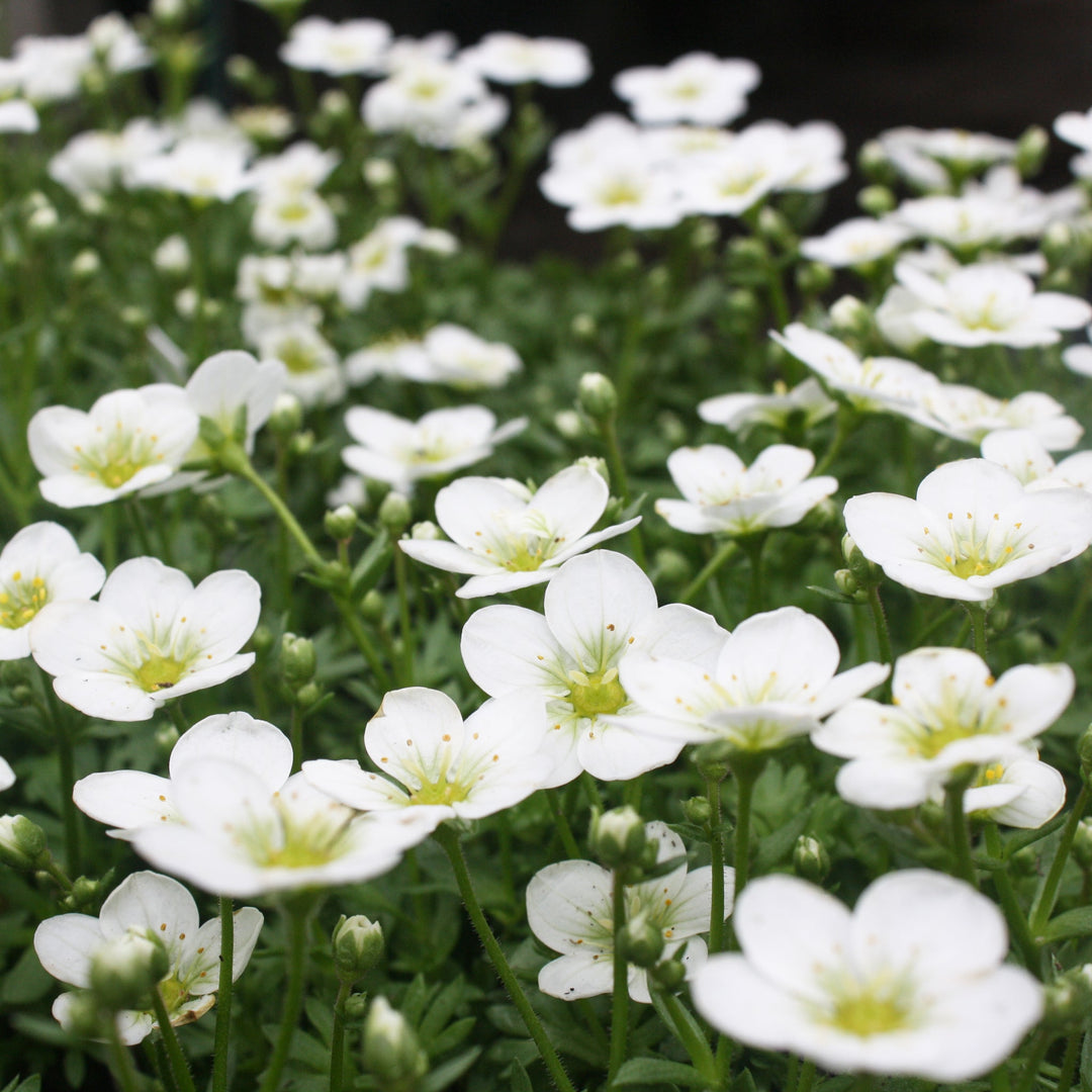 Saxifraga x arendsii 'Alpino White' Saxifrage, 1 Quart Perennials