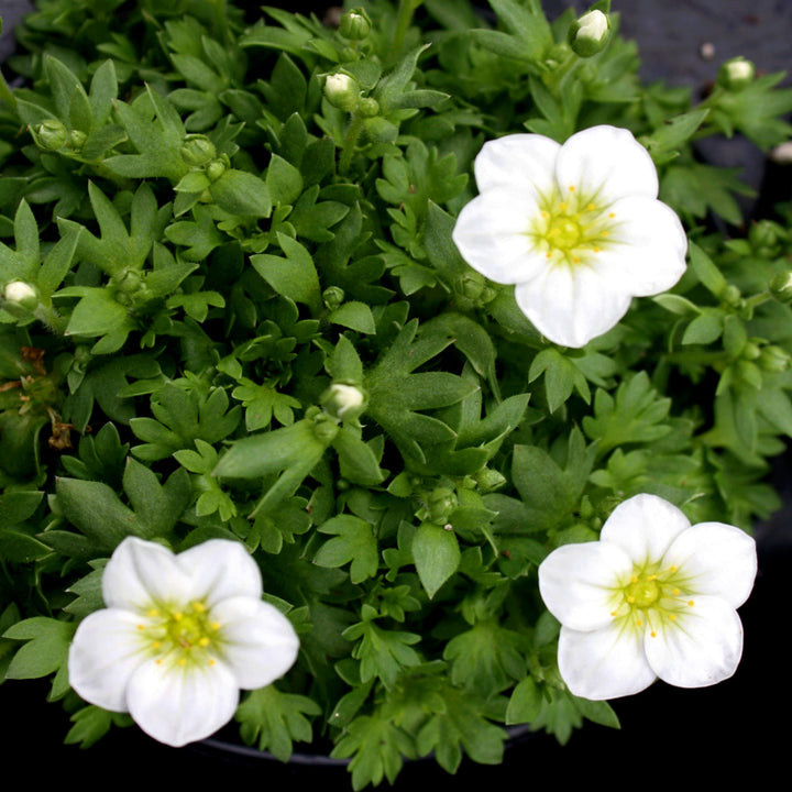 Saxifraga × arendsii 'Touran Large White' Saxifrage, 1 Quart Perennials