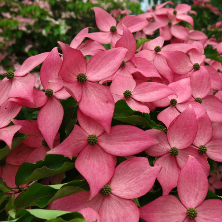 Cornus kousa 'Rutpink' PP28311 Kousa Dogwood, 7 Gallon Trees