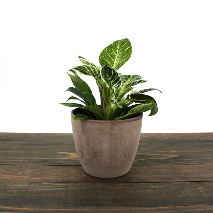 Philodendron x 'Birkin' Philodendron, 6 Inch Houseplants