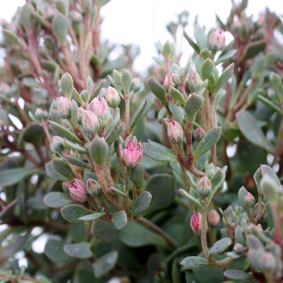 Sedum x 'Sunsparkler Blue Elf' PPAF Creeping Sedum, 1 Quart Perennials