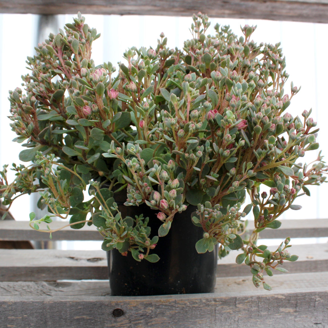 Sedum x 'Sunsparkler Blue Elf' PPAF Creeping Sedum, 1 Quart Perennials