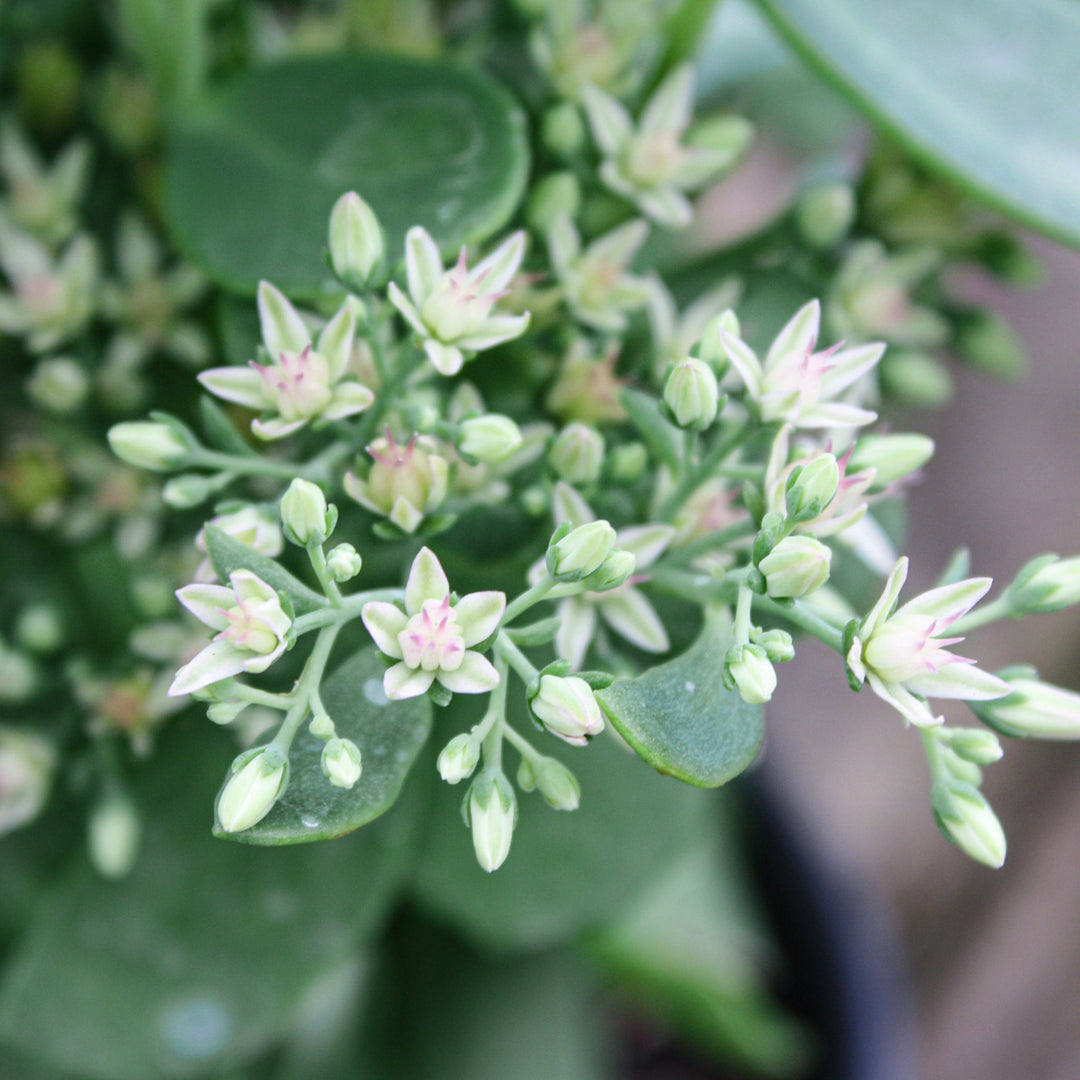 Hylotelephium spectabile 'Autumn Fire' Tall Sedum, 1 Gallon Perennials