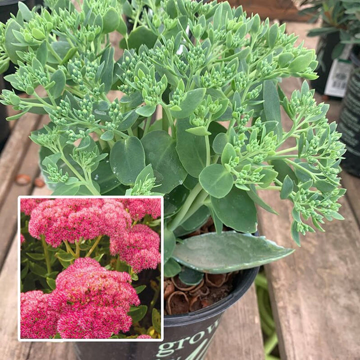 Hylotelephium spectabile 'Autumn Fire' Tall Sedum, 1 Gallon Perennials