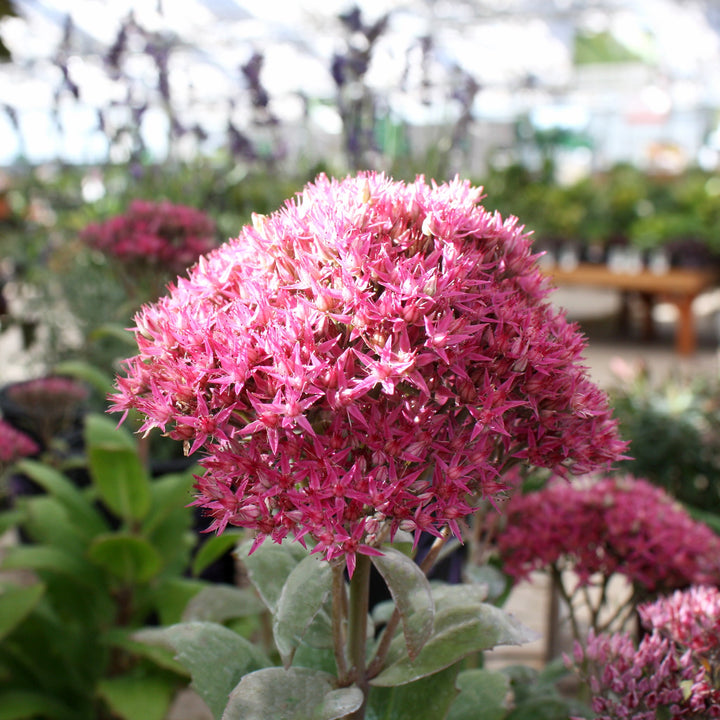 Hylotelephium spectabile 'Class Act' PP20125 Tall Sedum, 1 Gallon Perennials