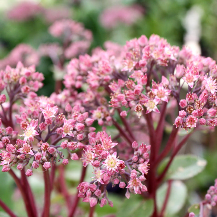 Hylotelephium spectabile 'TNSEDDM' PP30587 Tall Sedum, 1 Gallon Perennials