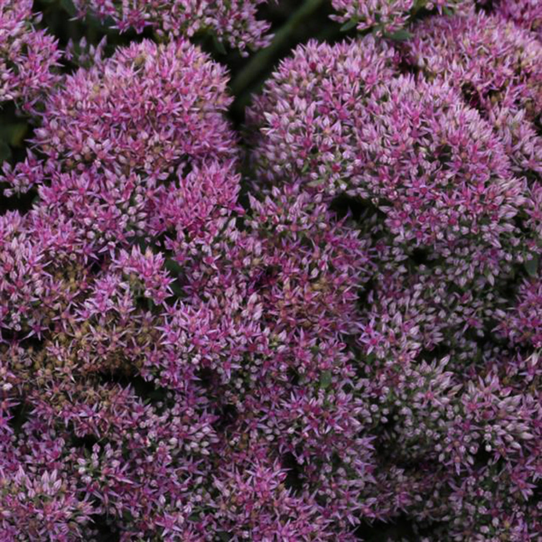 Hylotelephium spectabile 'Powderpuff' PP32714 Tall Sedum, 1 Gallon Perennials