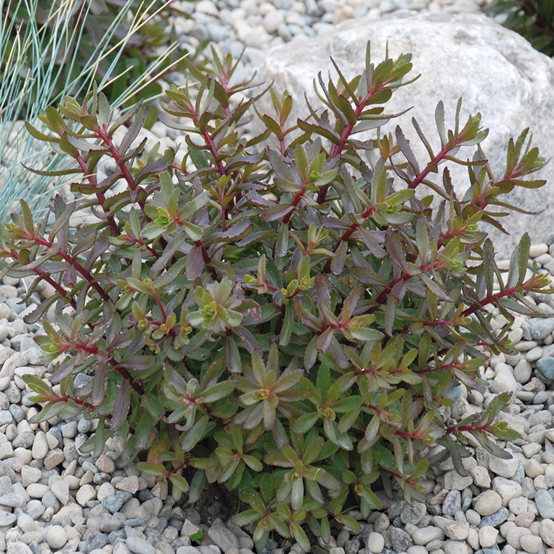 Al's Garden & Home 'Sunsparkler Jade Tuffet' Sedum, 1 Quart perennial