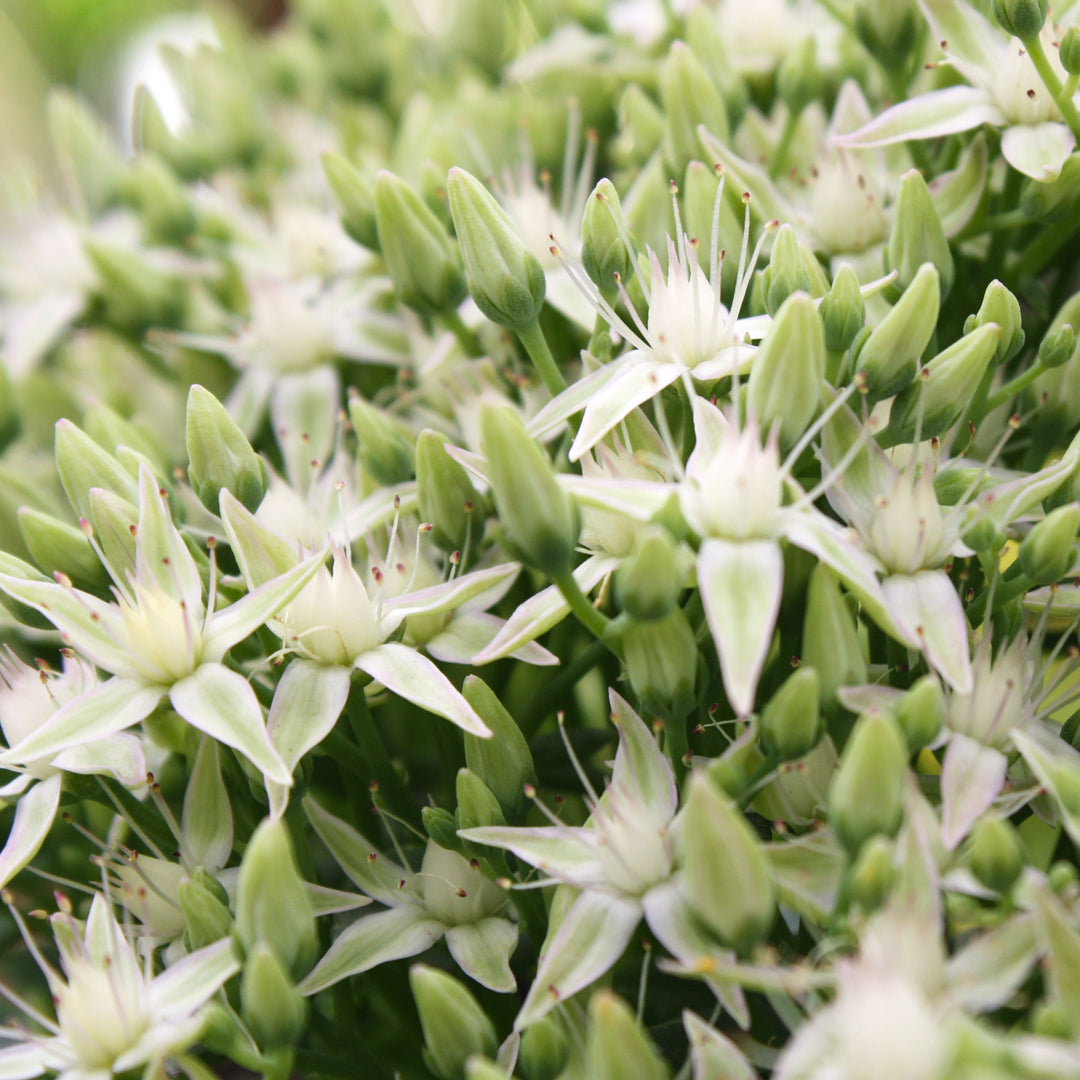 Al's Garden & Home 'Thundercloud' Sedum, 1 Gallon perennial