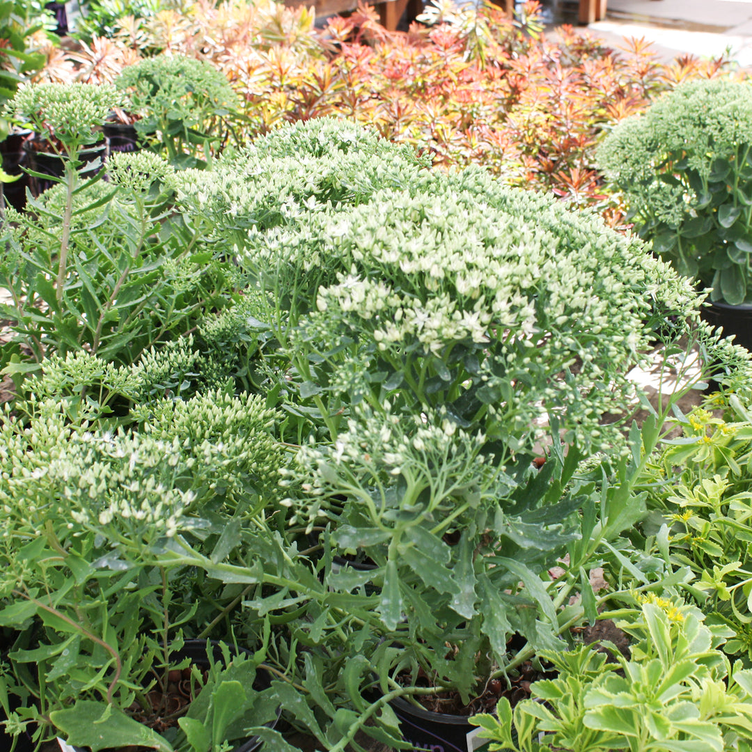 Al's Garden & Home 'Thundercloud' Sedum, 1 Gallon perennial