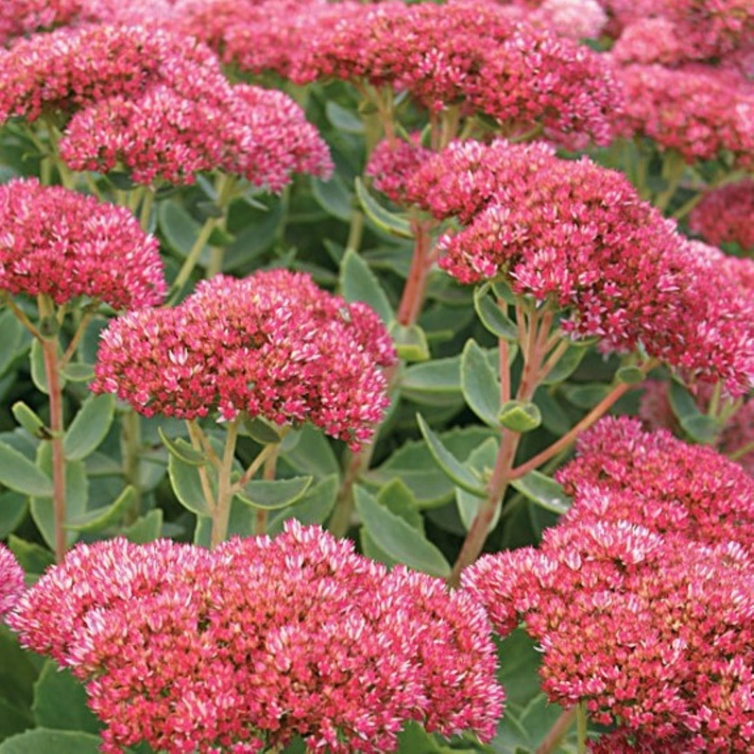 Al's Garden & Home 'Autumn Fire' Sedum, 1 Gallon perennial