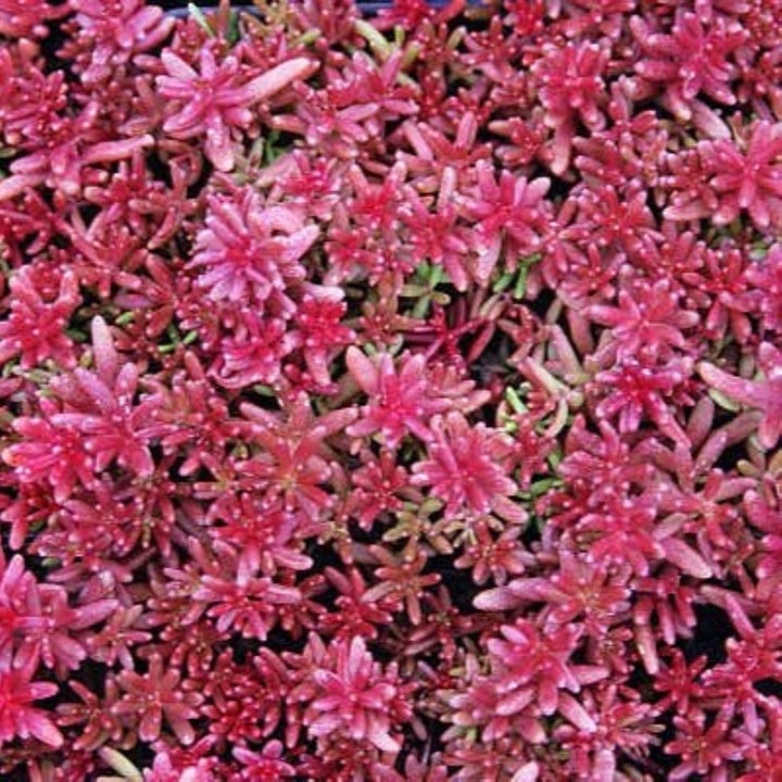 Al's Garden & Home 'Coral Carpet' Sedum, 5 Inch perennial