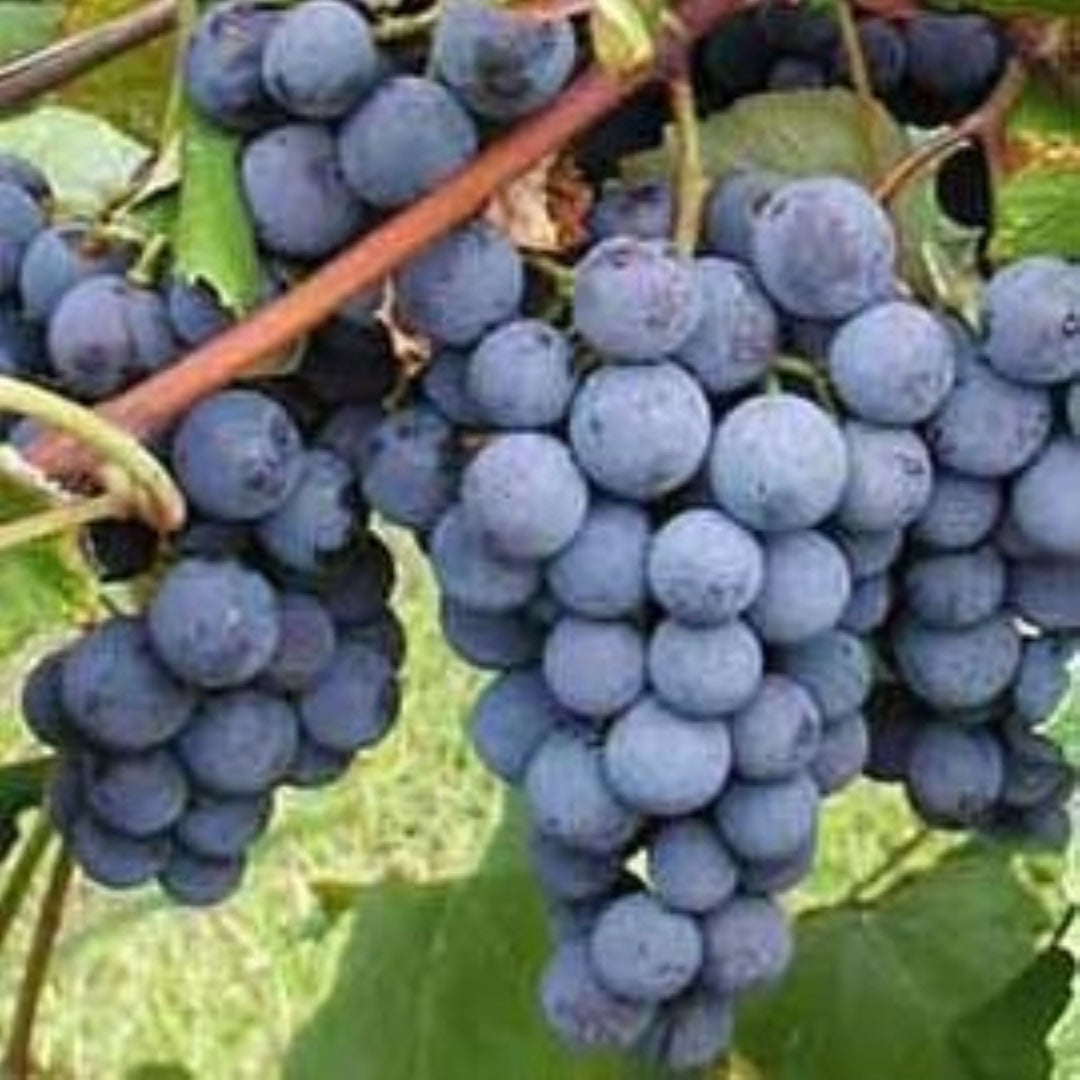 Al's Garden & Home 'Concord Seedless' Grape Vine (Vitis), 2 Gallon edible vine