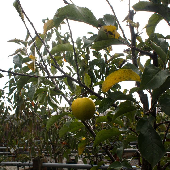 Malus domestica 'Yellow Delicious' Semi-Dwarf Apple, 7 Gallon Trees