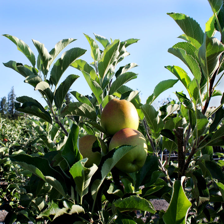Malus domestica 'Spitzenberg' Bare Root Apple Tree, Bare Root Trees