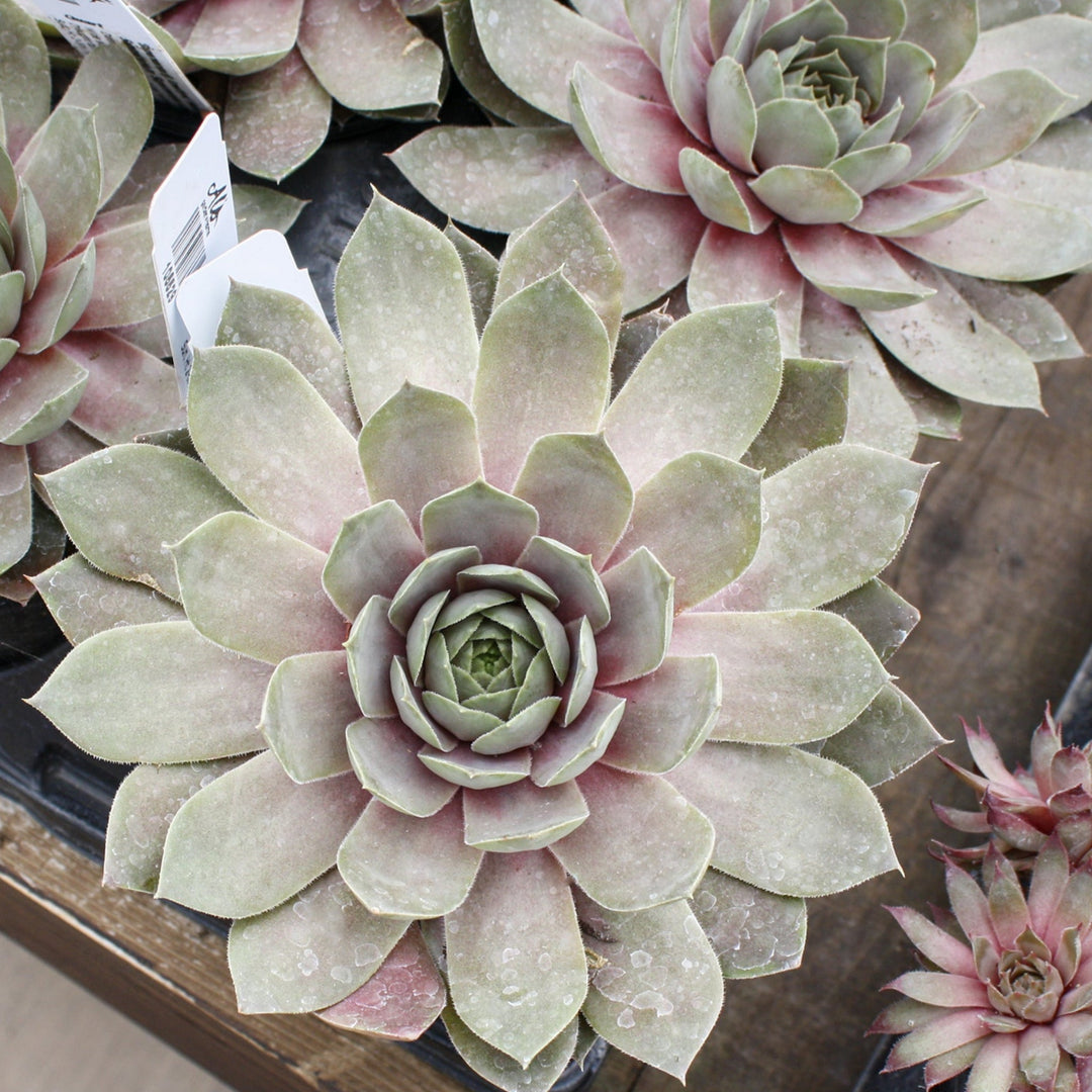 Sempervivum 'Supersemps Amethyst' Hens & Chicks, 1 Quart Perennials