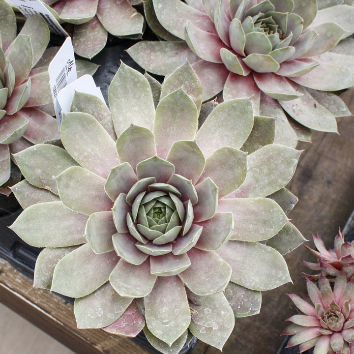 Sempervivum 'Supersemps Amethyst' Hens & Chicks, 1 Quart Perennials