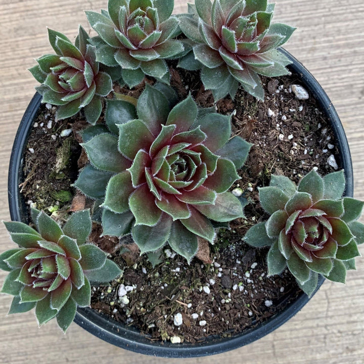 Sempervivum 'Commander Hay' Hens & Chicks, 1 Quart Perennials