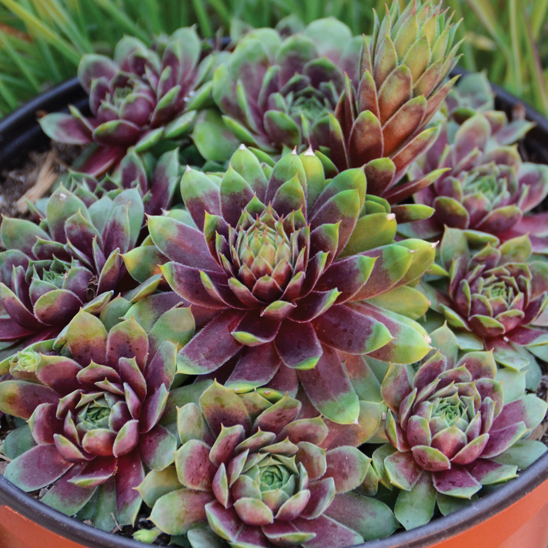 Al's Garden & Home 'Ruby Hearts' Hens & Chicks (Sempervivum), 1 Quart perennial