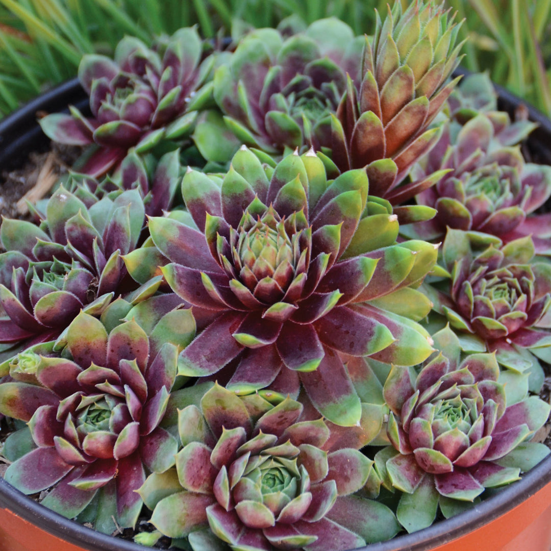Sempervivum 'Ruby Hearts' Hens & Chicks, 1 Quart Perennials
