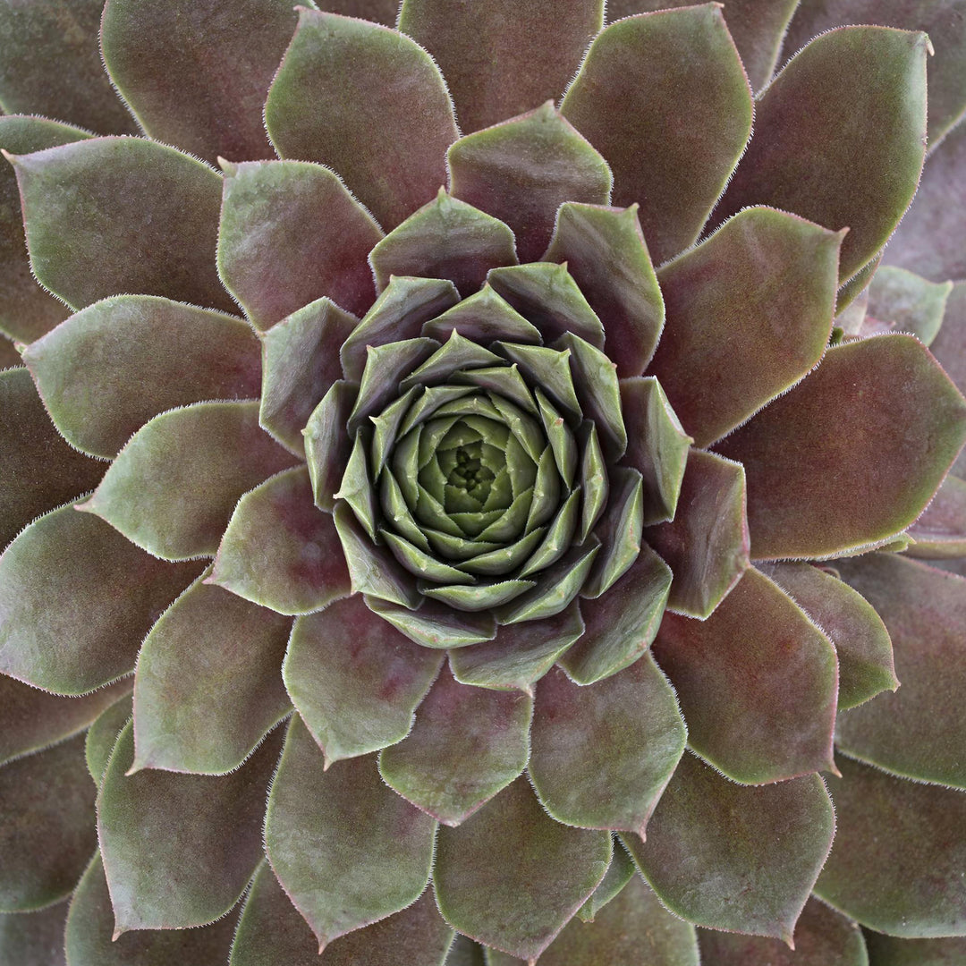 Al's Garden & Home 'Supersemps Ruby' Hens & Chicks (Sempervivum), 1 Quart perennial