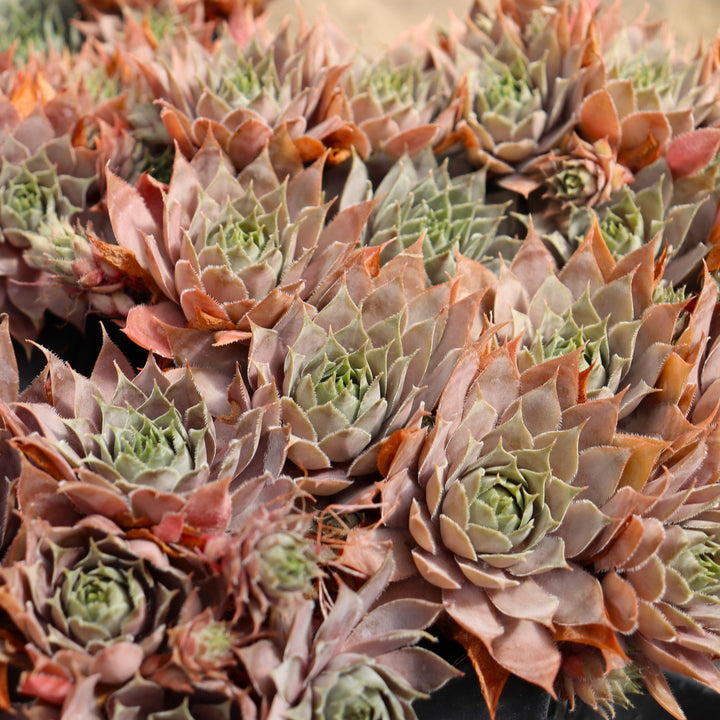 Hens & Chicks