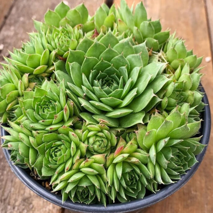 Al's Garden & Home 'Sunset' Hens & Chicks (Sempervivum), 1 Quart perennial