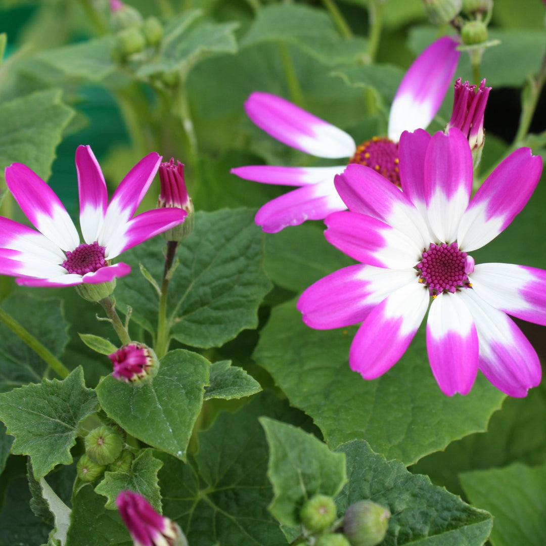 Pericallis x Senetti, 6 Inch Annuals