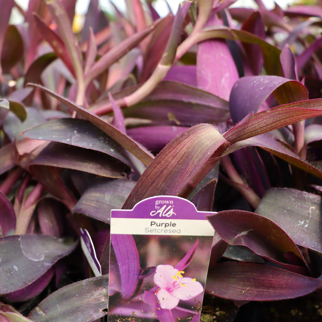 Setcreasea pallida Purple Heart, 4 Inch Annuals