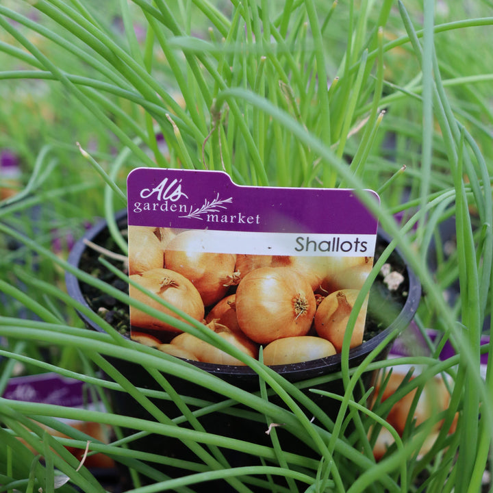 Shallots