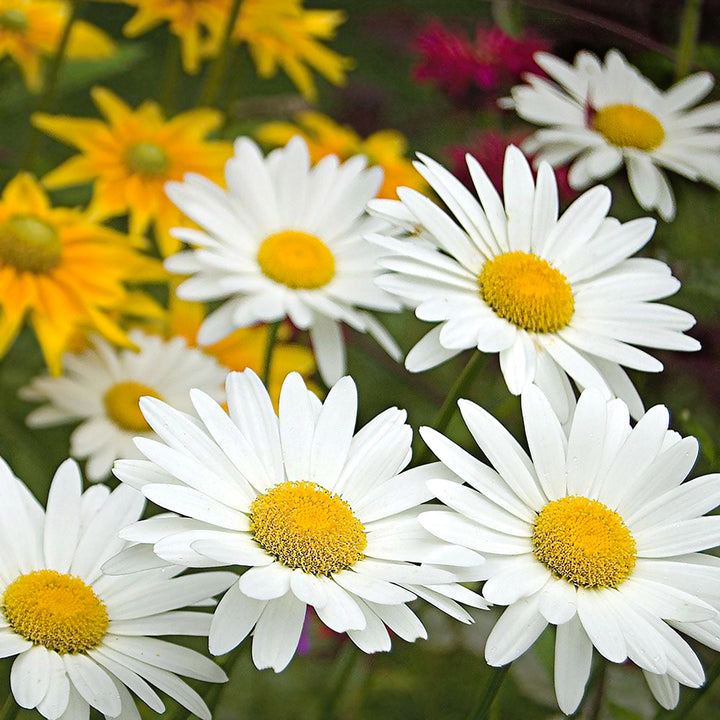 Al's Garden & Home 'Becky' Shasta Daisy (Leucanthemum), 1 Gallon perennial