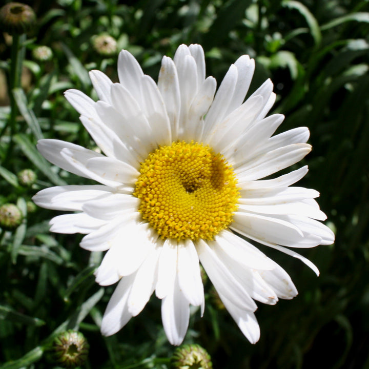Leucanthemum × superbum 'Lucille Chic' Shasta Daisy, 1 Gallon Perennials