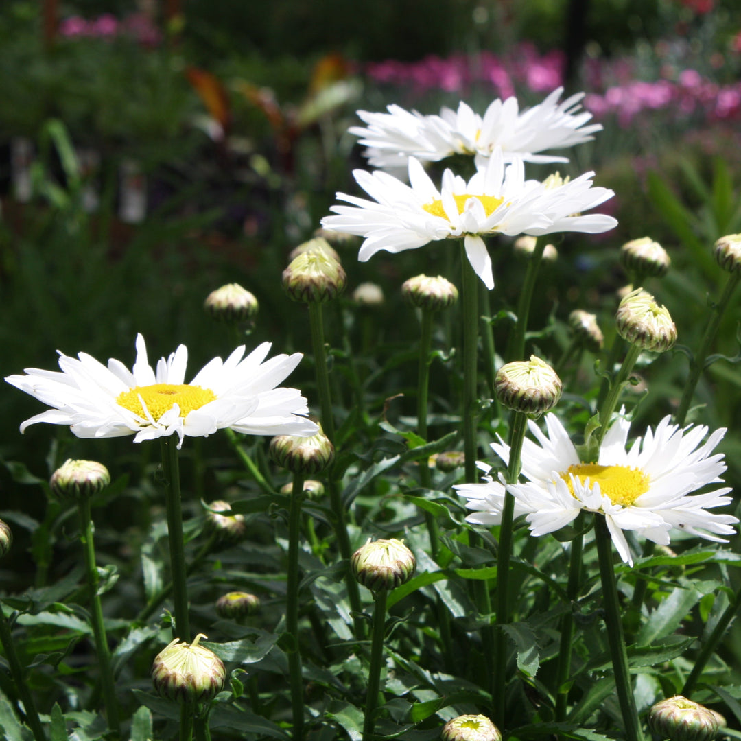 Leucanthemum × superbum 'Lucille Chic' Shasta Daisy, 1 Gallon Perennials
