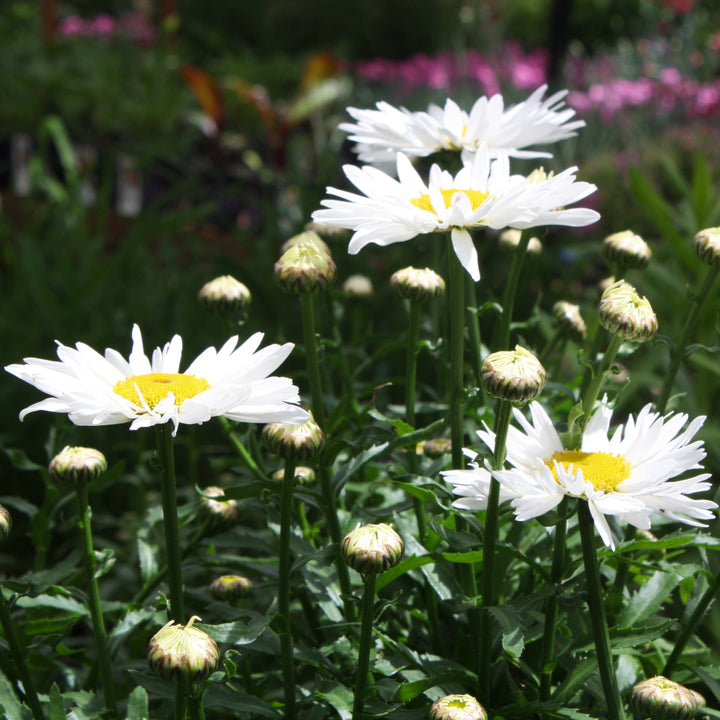 Leucanthemum × superbum 'Lucille Chic' Shasta Daisy, 1 Gallon Perennials